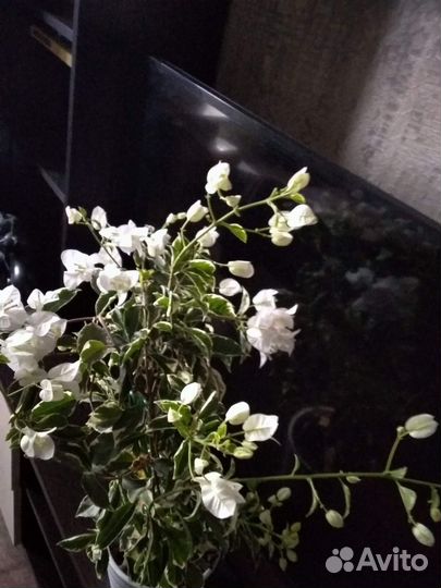 Бугенвилия белая и фикус