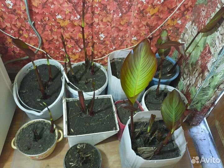 Клубни канны