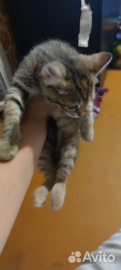 Котята малыши в дар