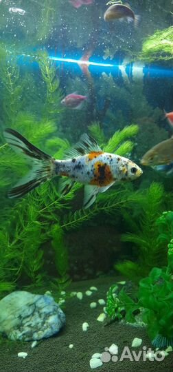 Аквариумные рыбки 