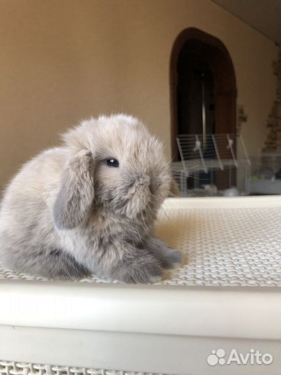 Кролик породы miniature lop/minilop/минилоп