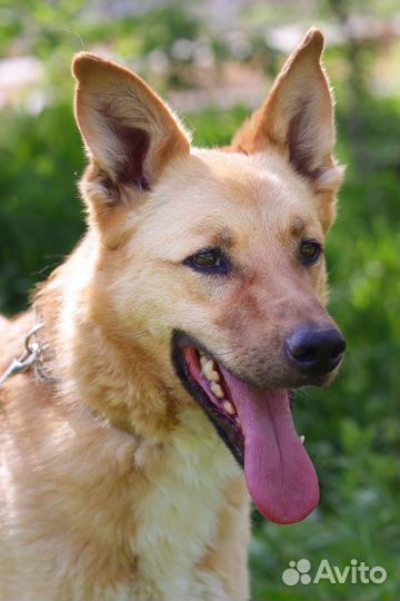 Солнечный мальчик Макс скучает в приюте, 3.5 года