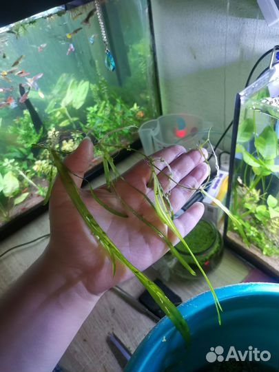 Рыбки и аквариумные растения акция