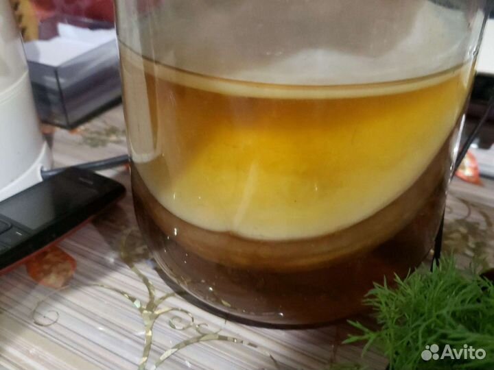 Чайный гриб комбуча