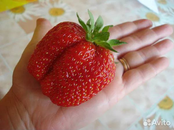 Усы клубники Чамора Туруси