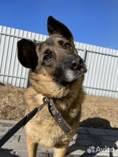 Собака в добрые руки