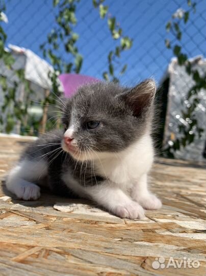 Котенок мальчик бесплатно