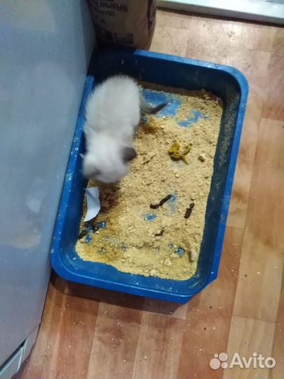 Сиамские котята