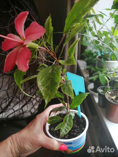 Гибискус розовый