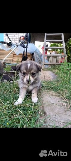 Щенки в добрые руки