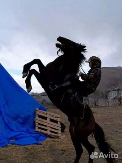 Карачаевский жеребец