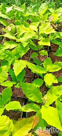 Саженцы дуба красного 2022 года