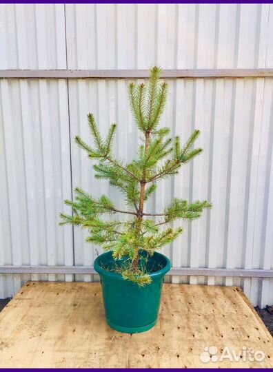 Сосны саженцы с доставкой