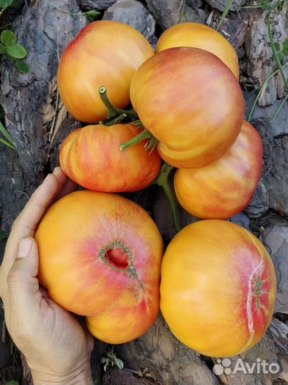 Набор семян с бесплатной доставкой