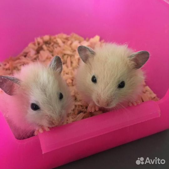 Ангорские и сирийские хомячки