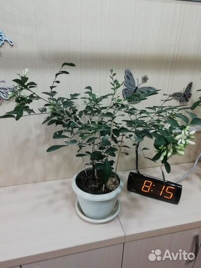 Мурайя метельчатая