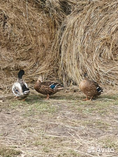 Подсадные утки