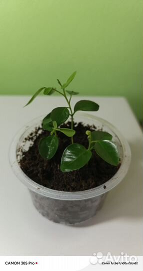 Мурайя метельчатая саженцы