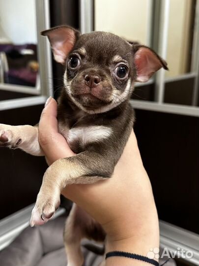 Щенки чихуахуа