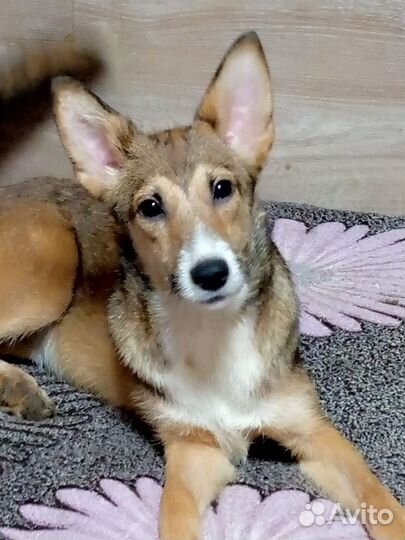 Щенок подросток