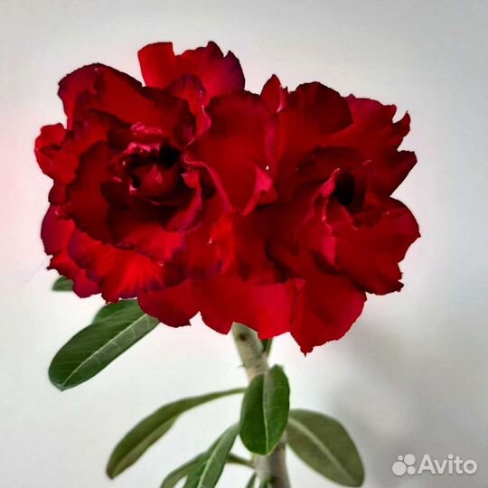 Черенки сортовых адениумов