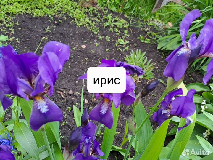 Деленки цветов