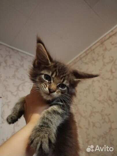 Котята мейн-кун