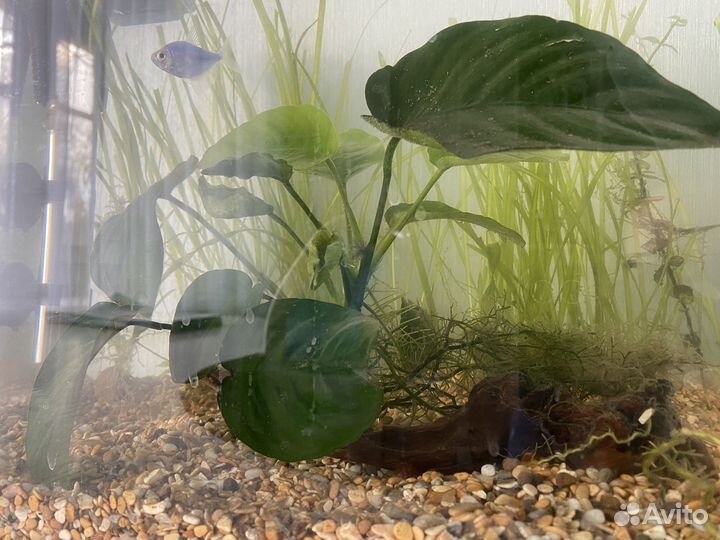 Аквариум