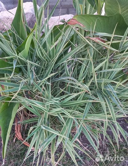 Фалярис тростниковый Триколор