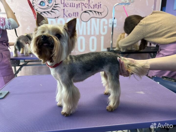 Нужны модели на груминга