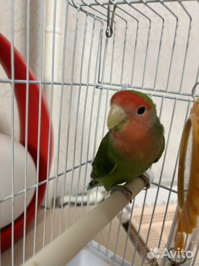 Попугай неразлучник