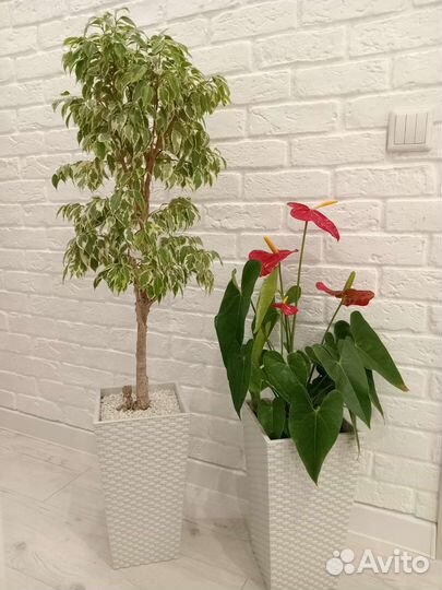 Фикус Бенджамина Твайлайт. Антуриум Калифорния