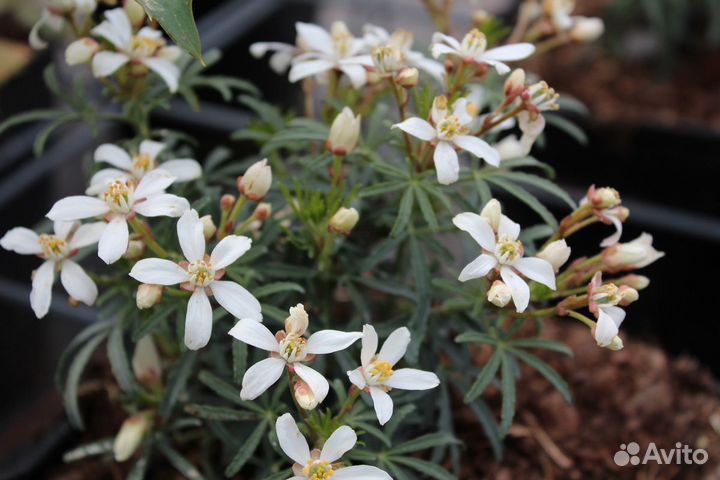 Экзотические комнатные растения