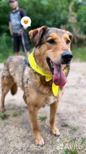 Супер пёс из приюта ищет дом