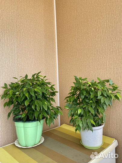 Фикус бенджамина