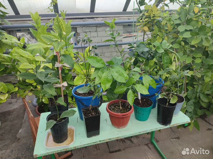 Комнатные лимоны, апельсины, мандарины