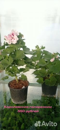 Пеларгония герань