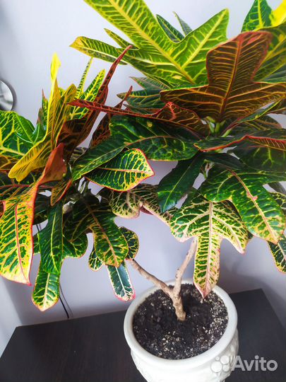 Кодиеум кротон 60см