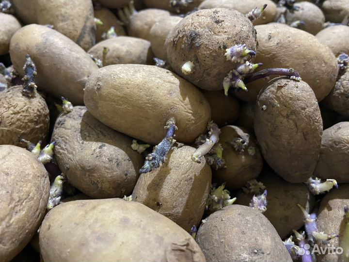 Картофель семена