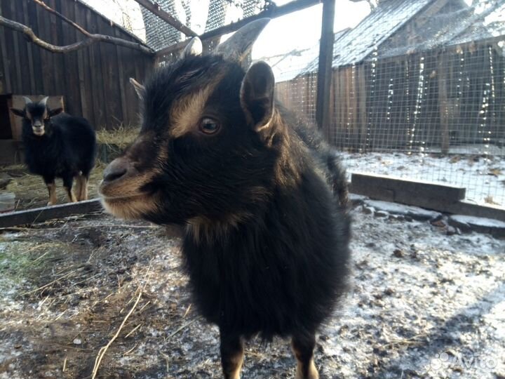 Карликовые камерунские козы