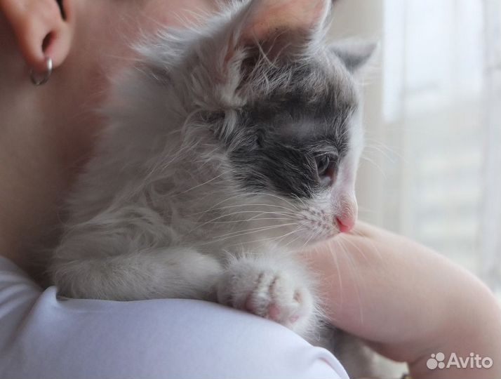 Да маленьких серых котенка 1,5 месяца в дар