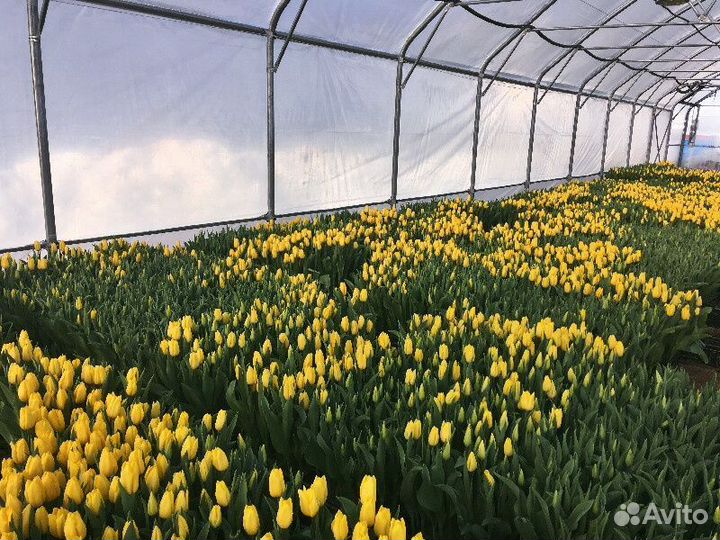 Свежие Краснодарские тюльпаны опт