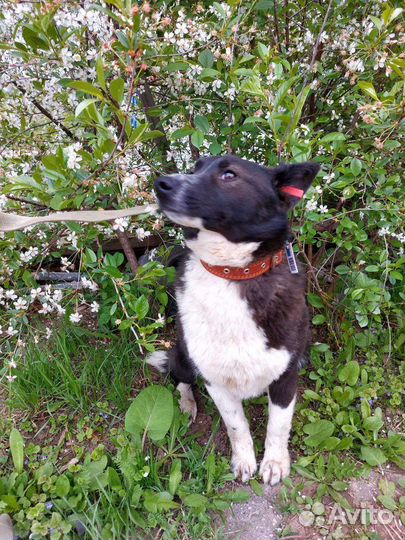 Отдам собаку в добрые руки