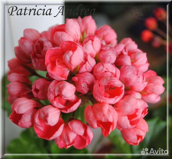 Пеларгония герань сортовая та Эммануэль, Леона