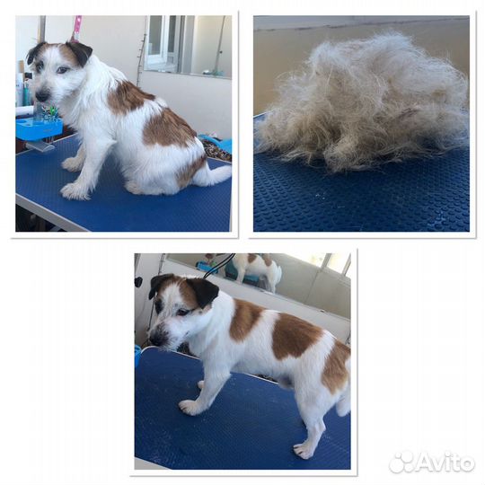 Стрижка собак и кошек