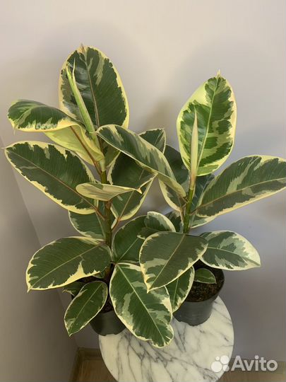 Фикус эластика Тенеке