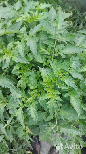 Рассада помидор и огурцов