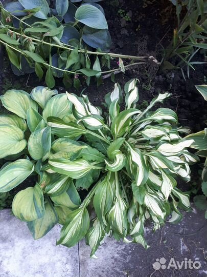 Продам хосты