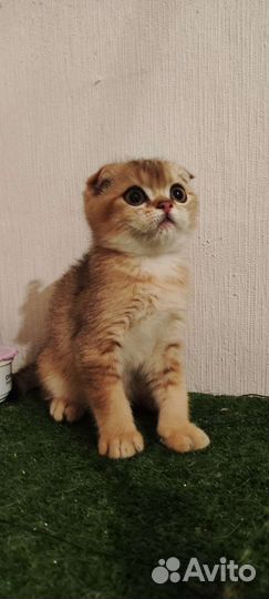 Золотой кот