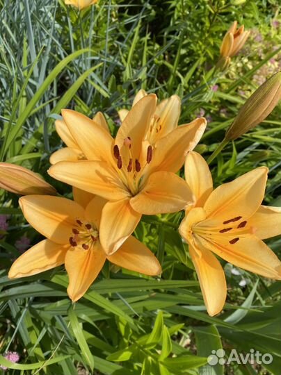 Жемчужница, лилейник, лилии